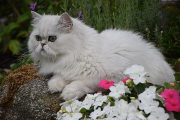 Katze, die auf Stein posiert