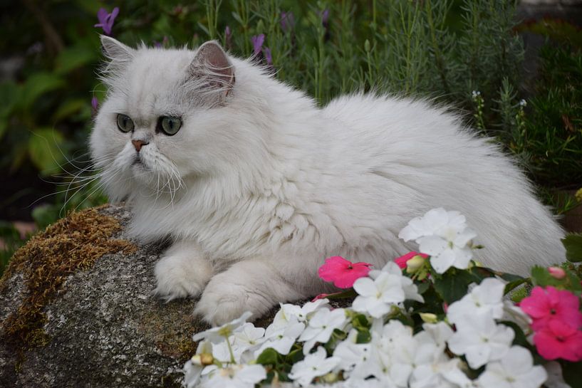 Katze, die auf Stein posiert von Petra van Engelenburcht