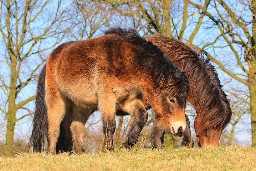 Exmoor by Joost van Doorn