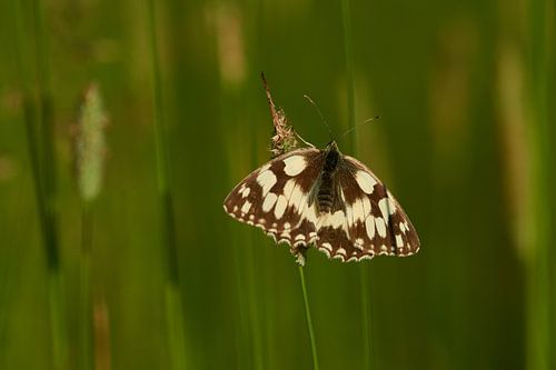 Papillon à damier femelle
