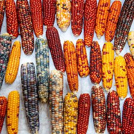 Épis de maïs colorés sur le grand marché aux fleurs de Kunming, Chine sur Jan Fritz
