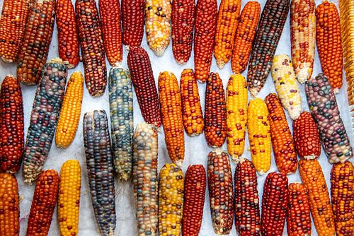 Coloured corn cobs at the large flower market in Kunming, China by Jan Fritz