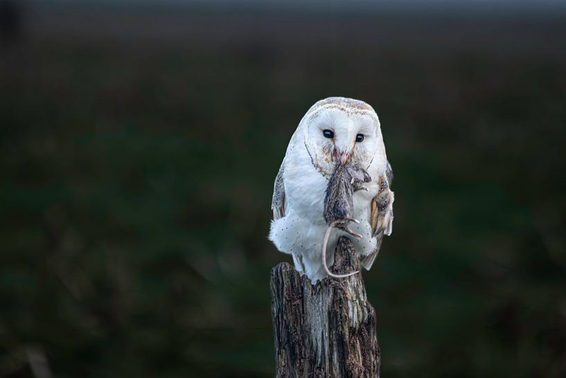 chouette effraie avec sa proie par vdzwanfotografie