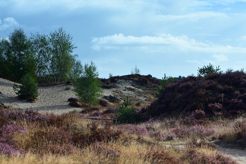 Une lande avec de l'herbe entre les dunes sur Gerard de Zwaan
