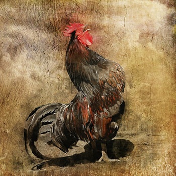 Krähender Barnevelder Hahn