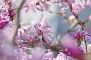 Magnolia droom van christine b-b müller