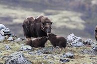 Muskusos in Dovrefjell nationaal park, in de natuurlijke habitat, Noorwegen van Frank Fichtmüller thumbnail