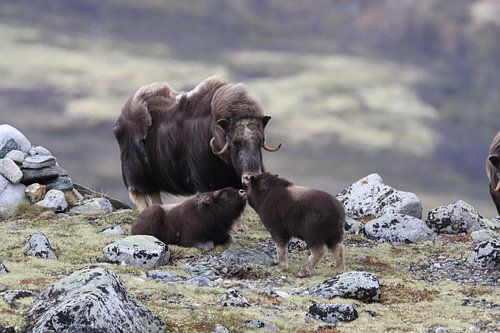 Muskox in Dovrefjell national park,in the natural habitat, Norway