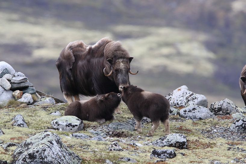 Muskusos in Dovrefjell nationaal park, in de natuurlijke habitat, Noorwegen van Frank Fichtmüller