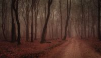 Speulder forest in the morning by Christian Bastiaansen thumbnail