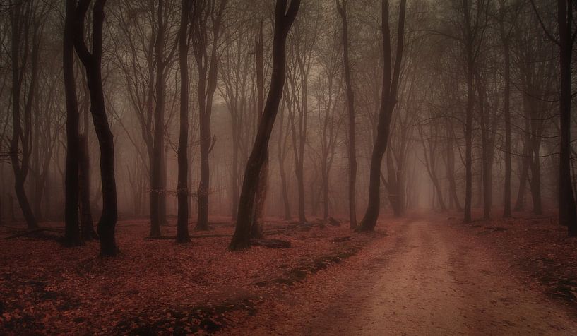 Speulder forest in the morning by Christian Bastiaansen