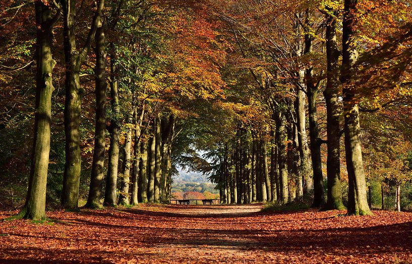 Herbst von Rika Roozendaal