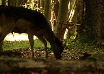 Cerfs rouges au pâturage sur Jan van de Laar