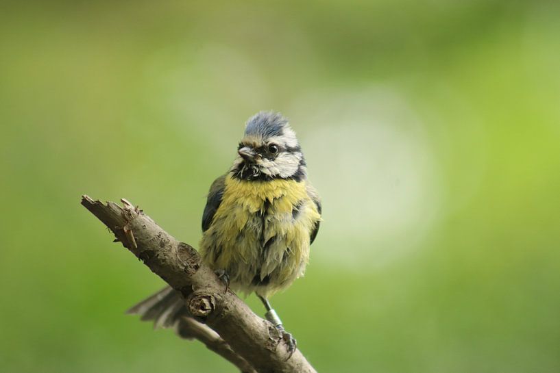 Blue tit in spring in the woods by Frans Roos