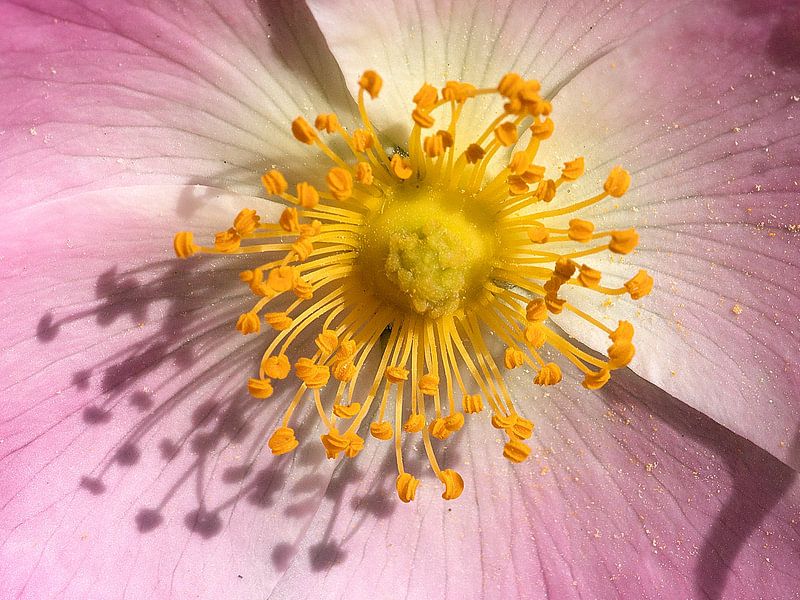 Rose close-up by Mario de Lijser