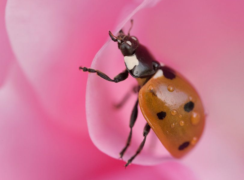Ladybird by Rianne Kugel