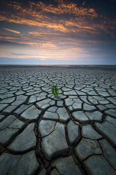 The drought by Sven Broeckx