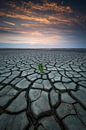 The drought by Sven Broeckx thumbnail