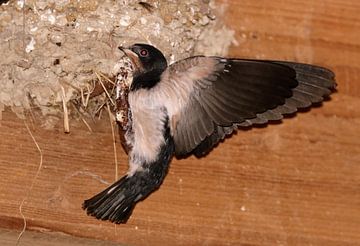 Rauchschwalbe beim Nestanflug von Claudia Schwabe