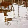Eine Eine Ente schwimmt auf Wasser, in dem sich Boote spiegeln von Edith Albuschat