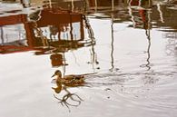 Een eend drijft op water, waarin boten reflecteren van Edith Albuschat thumbnail
