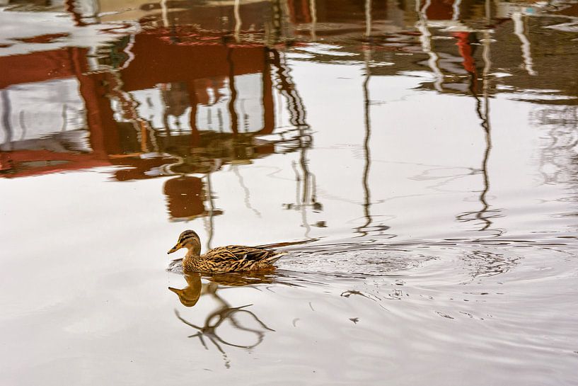 A duck floats on water, in which boats reflect by Edith Albuschat