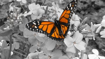 Vlinder zichtbaar gemaakt doormiddel van een zwartwit foto 