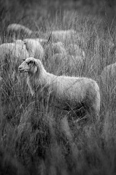 Tijdloos in het Veld - Schaap in Monochroom van Femke Ketelaar