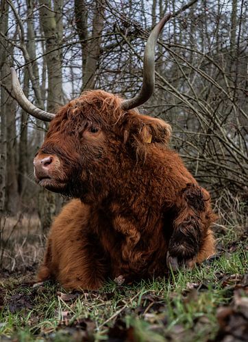 Highlander écossais