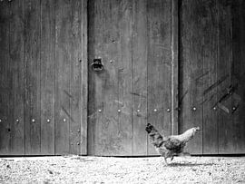 France Chicken by Albert Hartwig