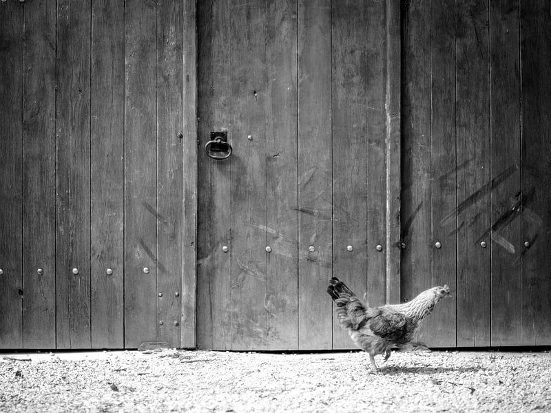France Chicken by Albert Hartwig