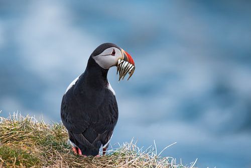 Puffin in Iceland with fish