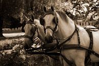 twee witte paarden met een koets in sepia van Youri Mahieu thumbnail