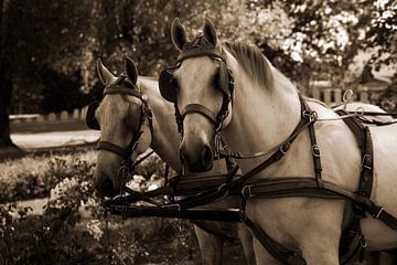 twee witte paarden met een koets in sepia van Youri Mahieu
