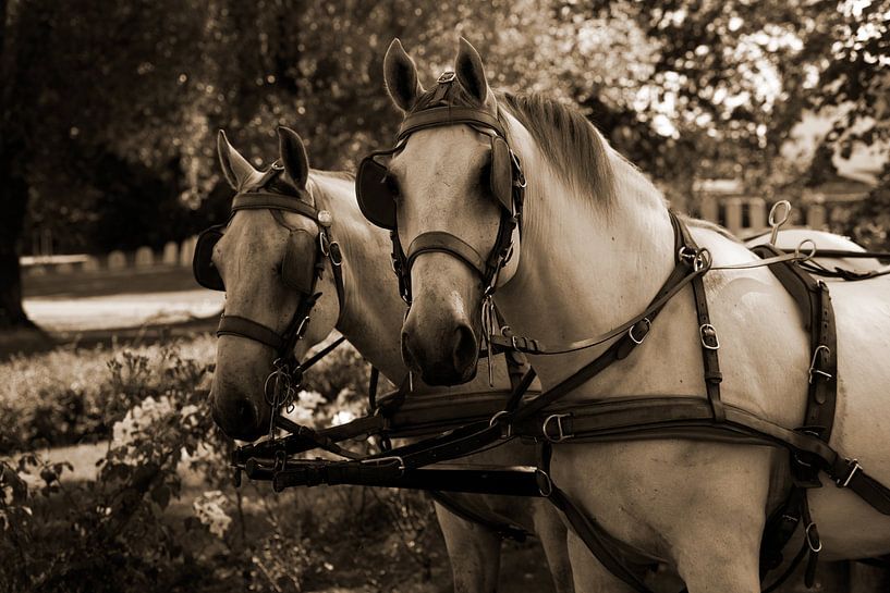 twee witte paarden met een koets in sepia van Youri Mahieu