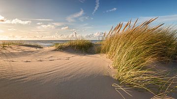 Dune with marram grass and traces of birds by Jenco van Zalk