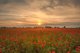 Poppies at sunset by Moetwil en van Dijk - Fotografie