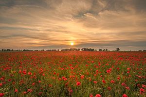 Poppies at sunset