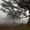 Mysticisme dans la forêt de Fanal, Madère sur Nynke Altenburg