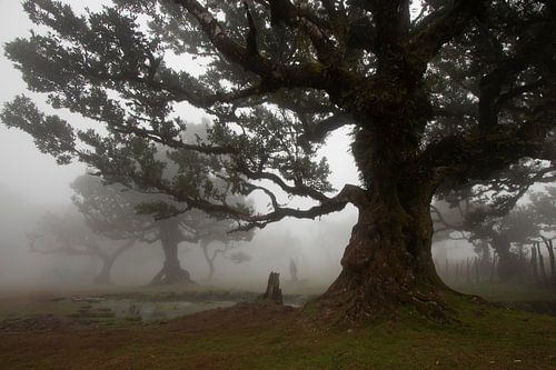 Mystiek in Fanal Forest, Madeira