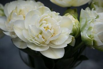La tulipe de la pivoine blanche photographiée de près sur Idema Media