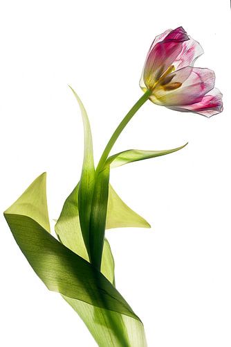 tulipe transparent