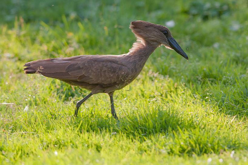 Hamerkop : Zoo de Blijdorp par Loek Lobel