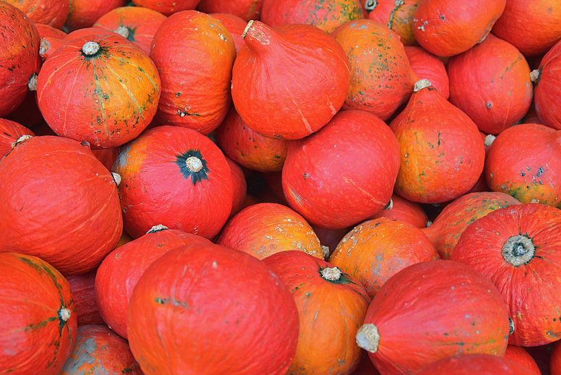 Pompoenen van Edgar Schermaul