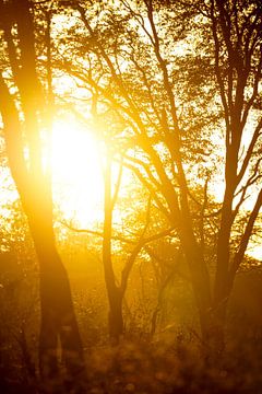 Yellow sun through trees, Moremi national park, Botswana by The Book of Wandering