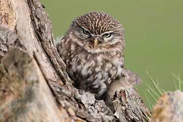 Steenuil (Athene noctua) van Ronald Pol