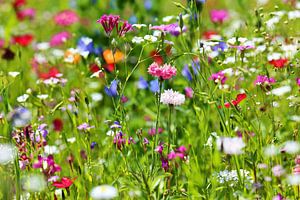 Farbenfrohe Blumenwiese
