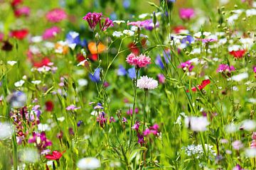 Flower meadow with wild flowers by fotoping