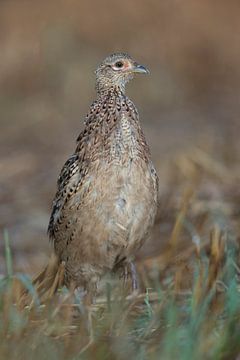 Ring-necked Pheasant ( Phasianus colchicus ), close up of a young female, hen, walking over a stubbl van wunderbare Erde