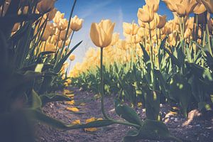 Gele tulpen  in een bloembollen veld